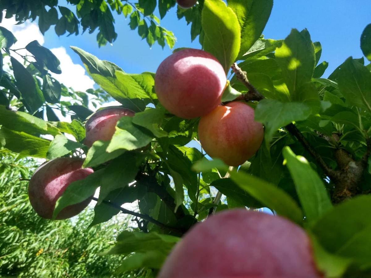 Chales Manaca Da Serra Urubici Eksteriør billede